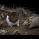 Image for article titled Kotaku 'Shop Contest: A Very Scare Bear Halloween: Winners!